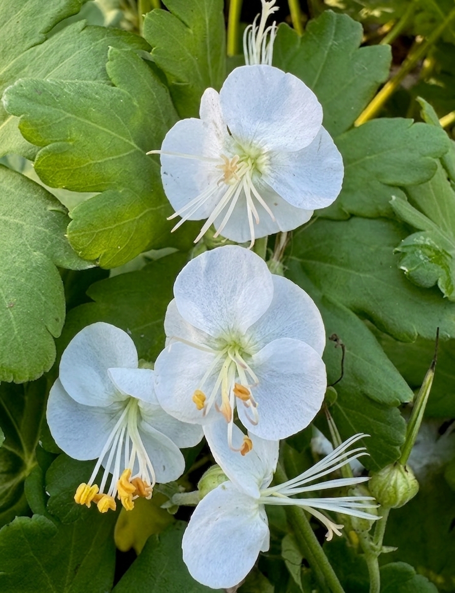 Geranium macrorrhizum 'Snow Sprite'